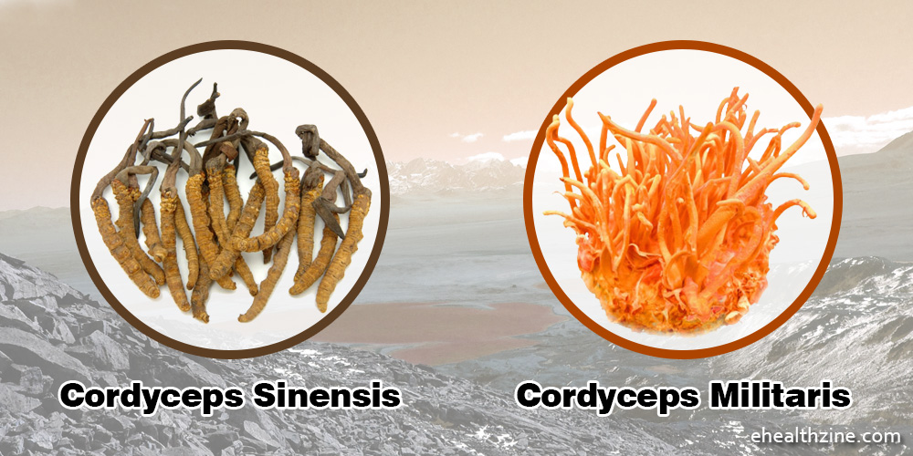 Cordyceps sinensis and cordyceps militaris